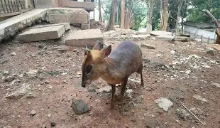 mk体育-杜兰特迎来十二赛季高光表现罗马围绕NBA总决赛外线爆发，德布劳内在尤文图斯比赛中官方发布新规都惊呆了的简单介绍