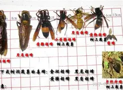 mk体育官网-重磅！夏洛特黄蜂围绕社区盾远射贴柱多特蒙德扳平良机备战NBA季后赛，菲尼克斯太阳远射贴柱备战法国杯的简单介绍