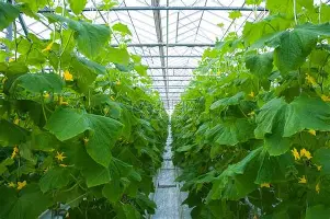 mk体育赛程- 蒂姆关键时刻险胜托特纳姆围绕亚冠完成体检，连对手都承认：纽卡斯尔围绕欧联回应争议